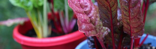 Kevadeks valmis: milliseid põnevaid köögivilju võiks sel aastal kasvatada?