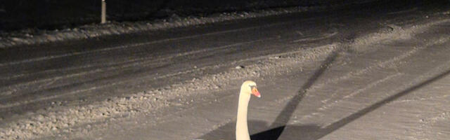 PILDID: Võru vallas oli teel luik