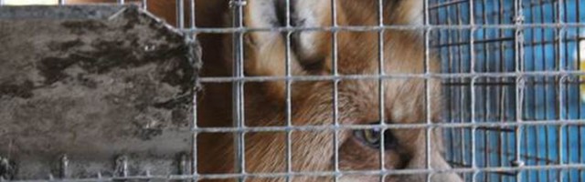 Euroopa Parlament toetas loomatööstuses puuride kasutamise lõpetamist