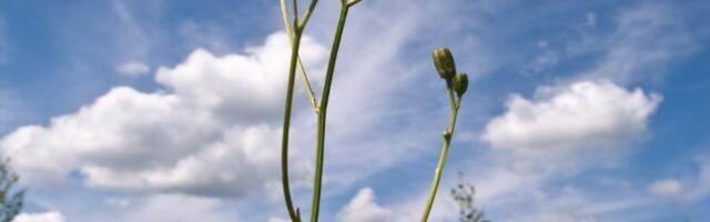 Keskkonnaamet kinnitas pehme koeratubaka kaitse tegevuskava