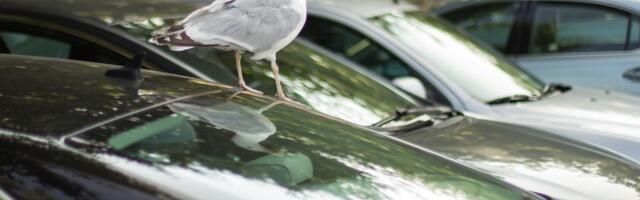 Harjavarrega vehkinud inimesed said Kiviõlis vihastelt kajakatelt peksa