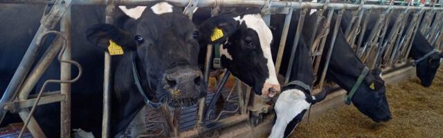 Eesti on lehmade keskmise piimatoodanguga Euroopas esikohal