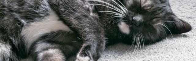 Teadlased selgitasid välja, miks kassid armastavad nii väga vasakul küljel magada