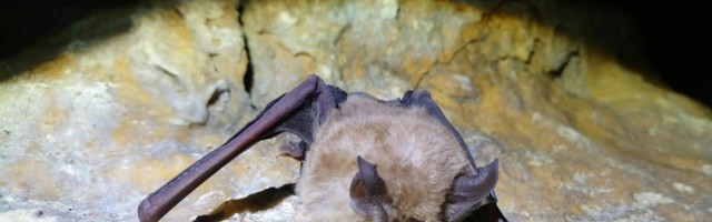 Uue koroonaviiruse sugulased levivad nahkhiiretiivul üle Aasia