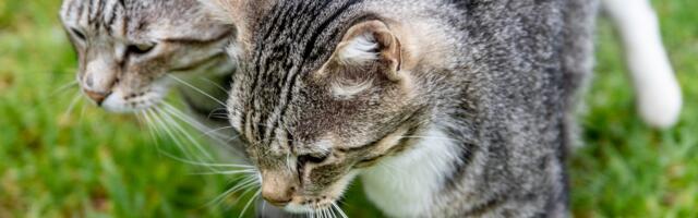 Tallinnas võeti omanikult ära koerad ja kassid