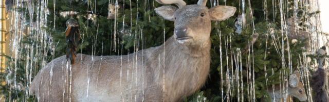 SUUR GALERII. Imeline: Niguliste muuseumi jõulukuusel seiklevad linnud ja loomad