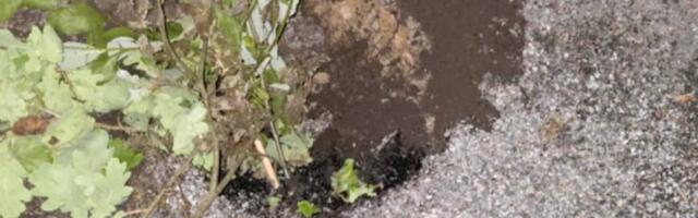 Kohalik elanik teatas ohust: Auk Pargi tänaval saab kiire lahenduse