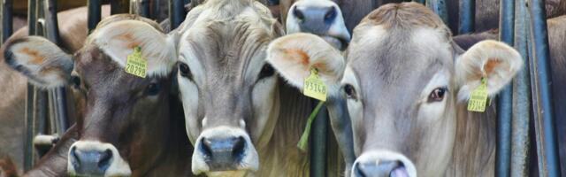 Küprosel levib suu- ja sõrataud