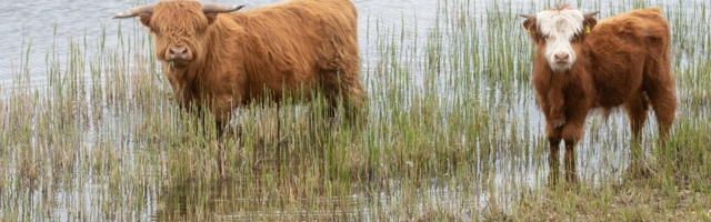 Veiste, varemete ja vägevate rannarootslaste saar