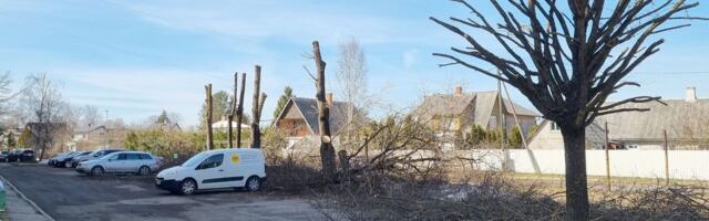 Oskamatu võralõikus hukutas Jõhvis veel 13 puud