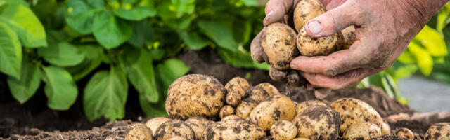 Koolid ja lasteaias saavad mahetoidu pakkumiseks ligi 700 000 eurot toetust