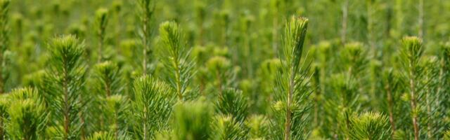 RMK võtab suuna ühiskonna muutunud ootustele vastamiseks