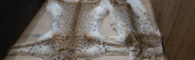 Keskkonnaamet kahtlustab viite inimest salaküttimises ja sellele kaasaaitamises