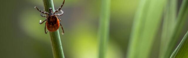 Puugihooaeg on alanud: vaata, kus on lähim koht vaktsineerimiseks