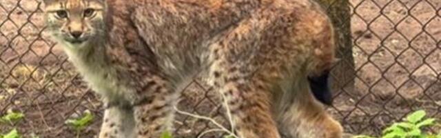 VIDEO | Uskumatult julge ilves üritas Pärnumaal talu kanalasse tungida