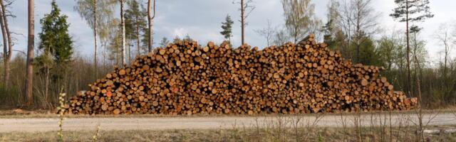 RMK: kestvuslepingutel on Eesti puiduturul oma koht, aga süsteemi saab täiustada