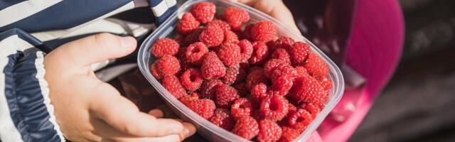 JUHEND TEGUTSEMISEKS | On viimane aeg päästa suvine marjasaak kahjurite käest!