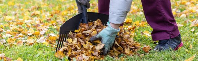 Soomlased on hädas ebatavalise uputusega: puudelt langevaid lehti ei jõuta kokku riisuda