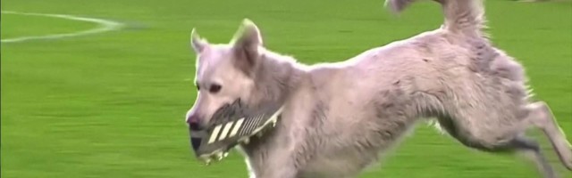 Reporter: Putsa hambus väljakule jooksnud koer ei tahtnud sugugi lahkuda