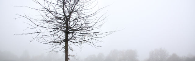 Rein Veidemann: Ernst Enno (Eesti) igatsus