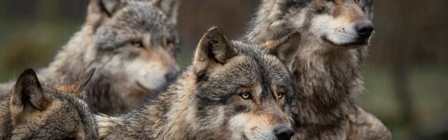 Hundi kaitsestaatus muutus „rangelt kaitstud“ asemel „kaitstuks“