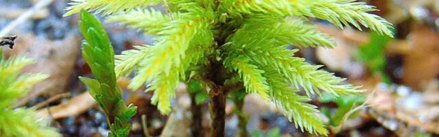 Tüviksammal on justkui tilluke palmipuu