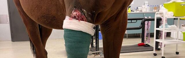 FOTOD | Järjekordne rünnak! Hundid sandistasid Viljandimaal lootustandva noore sporthobuse