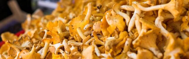 Kena suvine lisateenistus, kui kannatust jagub. Kui palju teenivad tunde metsas veetvad korilased? 