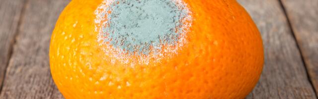 Puuviljad kipuvad talvel kiiresti mädanema, kuid lihtne nipp aitab neid kauem värskena hoida