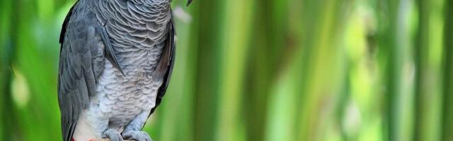 Papagoid võivad tunda kaaslasi nimepidi