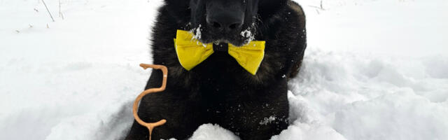 Politseikoer Ruff sai täna viie aastaseks!