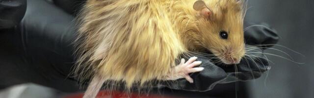 Teadlased tahavad muuta karvase hiire mammutisarnaseks elevandiks. Kui reaalne see plaan on?