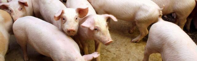 Uuring: piima- ja lihatooted kallinesid, põllumehe osa jaehinnas vähenes