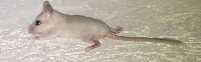 Valge lagrits on haruldus