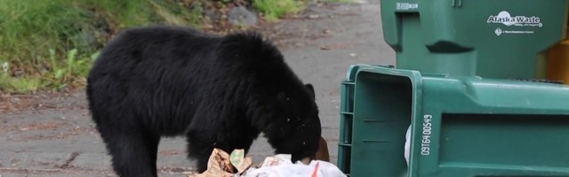 Reporter: Prügikastis tuuseldanud karu ei teinud haukuvatest koertest väljagi