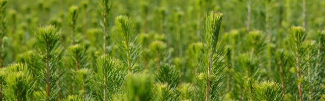 RMK võtab suuna ühiskonna muutunud ootustele vastamiseks