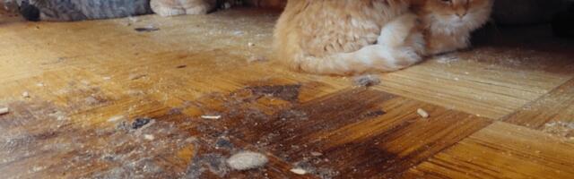 Halbadest tingimustest päästetud 35 kassi vajavad abi