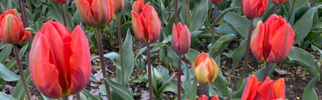 Lilleaiandites käib usin kevad- ja suvelillede istutamine