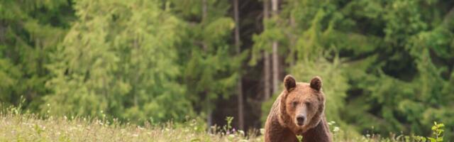 Jahieeskirja muudatused: karujaht muutub loapõhiseks ja relvanõuded leevenevad