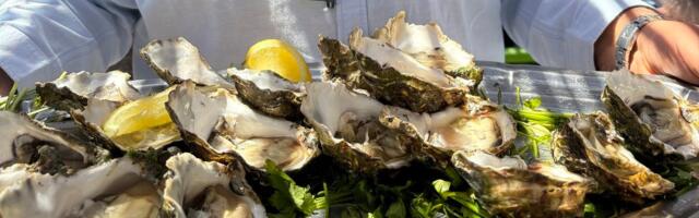 Piknik austritega? Mis te siis tahtsite, juustusaia?