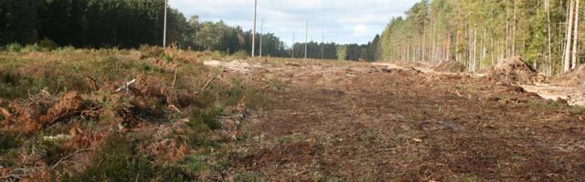 Metsaomanik peab tõendama, et tema puit ei pärine raadatud maadelt