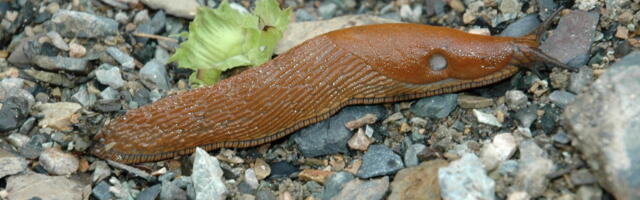 ChatGTP: kuidas tõrjuda hispaania teetigusid koduaiast