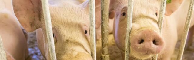 Seakasvataja sigade Aafrika katkust: „Hirm on realiseerunud“