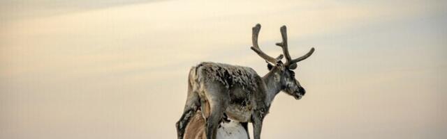 Uuring: Arktikas on alanud äärmuslike ilmastikuolude ajastu