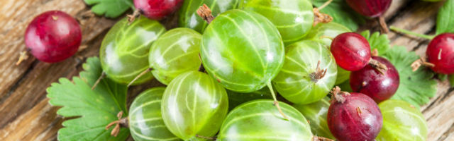 Käes on tikriaeg! Karusmari aitab leevendada vitamiinivaegust ja alandada kehakaalu
