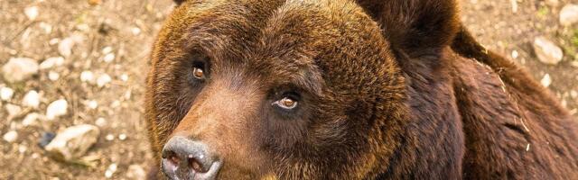 Itaalia karud on muteerunud ja käituvad imelikult. Teadlased leidsid selle jaoks seletuse