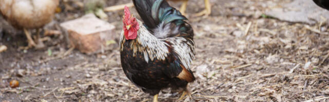 Suuremat sorti ristiretk loomapidajate vastu?