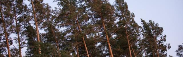 Peljakem põhjalikke Patrickuid!