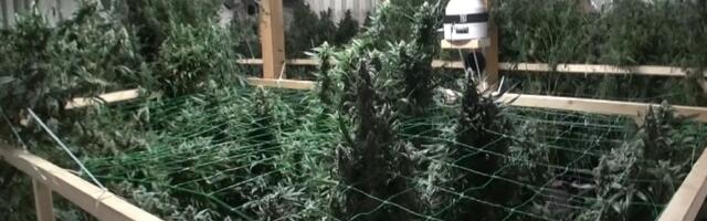 Riik lammutab kanepikasvatajatelt konfiskeeritud miljonieurose farmi