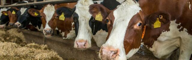 Epideemia ähvardab: ka Slovakkias avastati kolmes veisefarmis suu- ja sõrataud